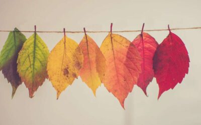 Dlaczego jesienią liście drzew zmieniają kolor?