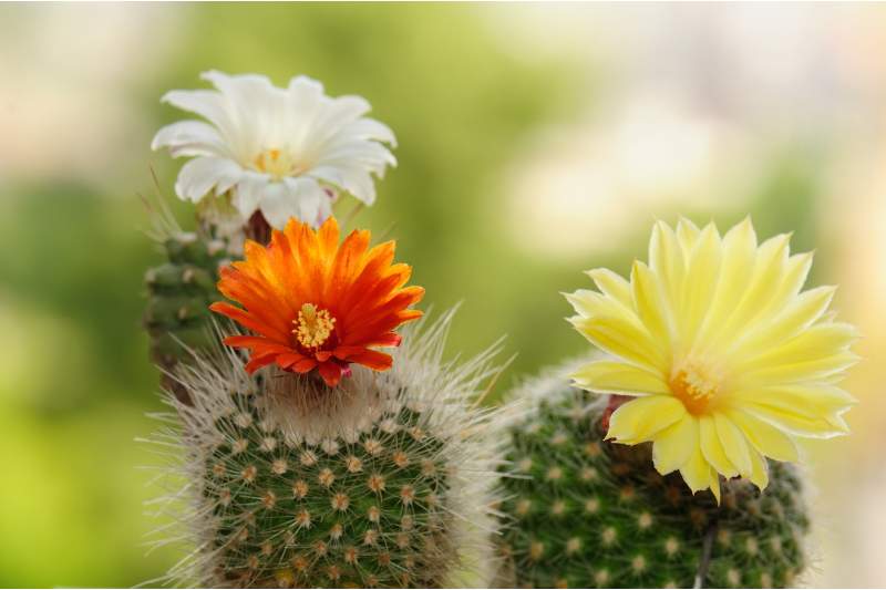 Kwitnące kaktusy 